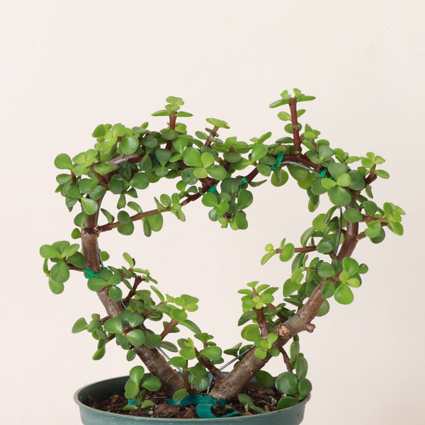Jade Heart Bonsai -  Live Plant: 4" Pot