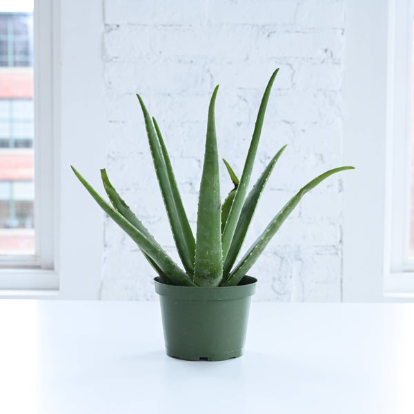 Aloe Vera Plant - Live Plant: 6" Pot