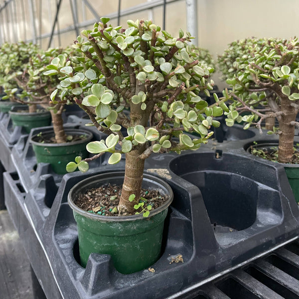 Jade Bonsai Tree - 4" Live Plant : Green
