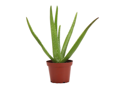 Aloe Vera Plant - Live Plant: 4" Pot