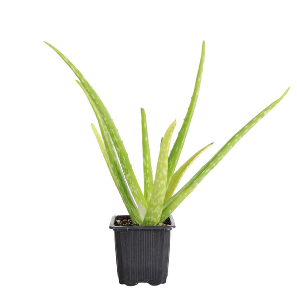 Aloe Vera Plant - Live Plant: 4" Pot