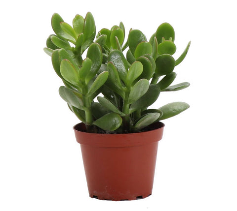 Jade Succulent Plant - Live Plant: 4" Pot