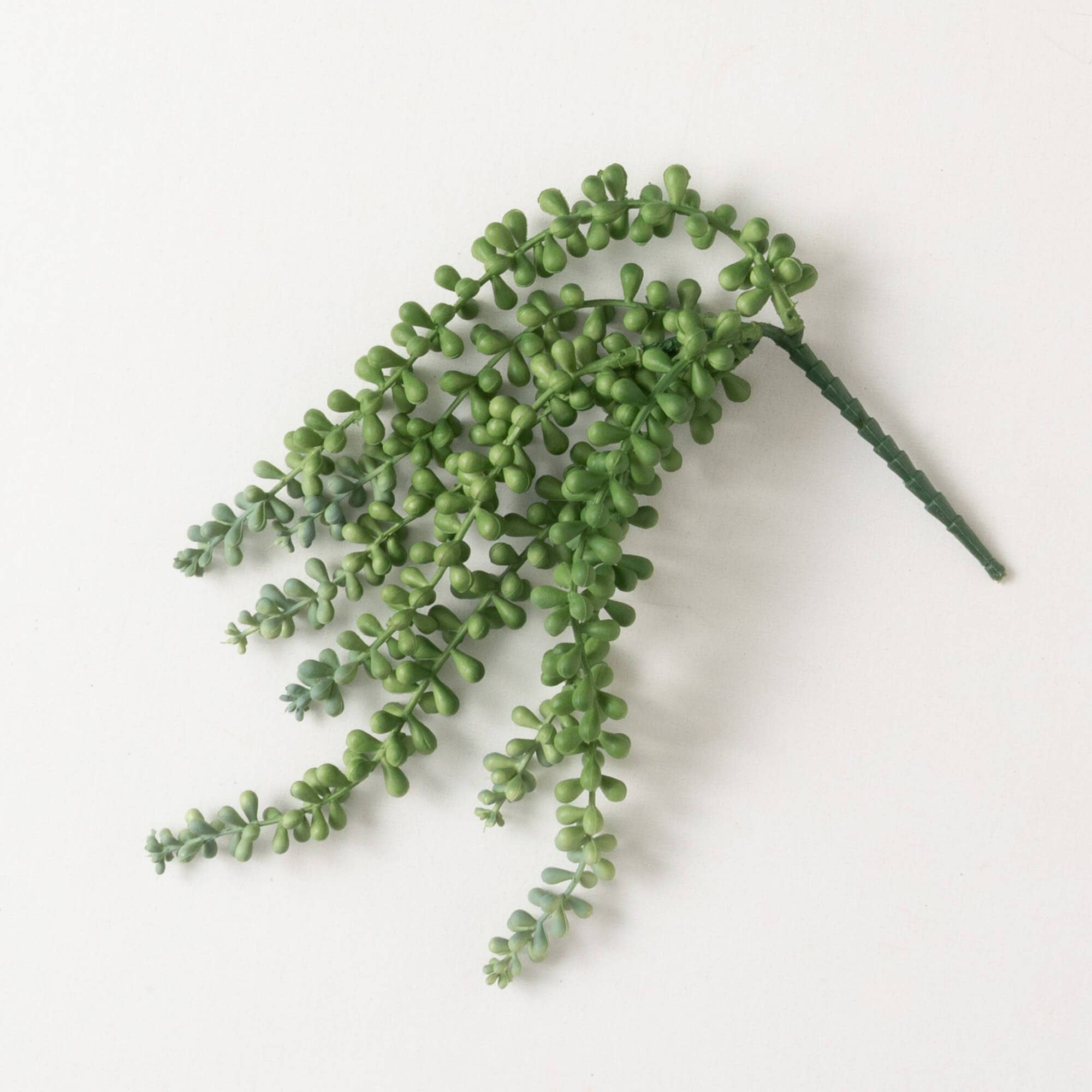 String of pearl pic