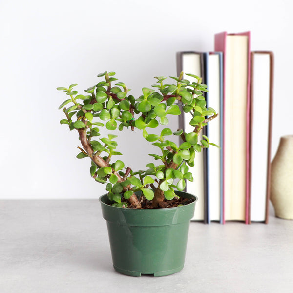 Jade Heart Bonsai -  Live Plant: 4" Pot