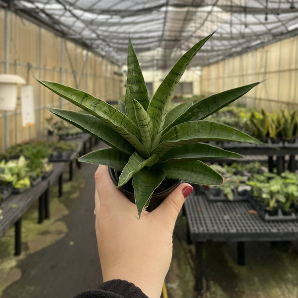 Fancy Snake Plant - Assorted - 3.5" Live Plant