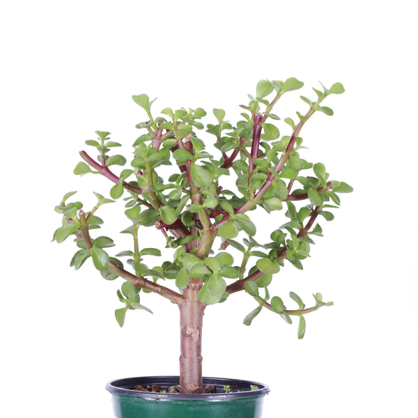 Jade Bonsai Tree - 4" Live Plant : Green