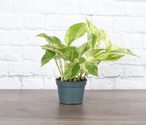 Marble Queen Pothos Plant - Live Plant: 4" Pot