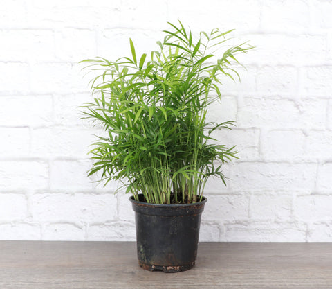 Neanthe Bella Palm, Parlor Palm - Live Plant: 6" Pot