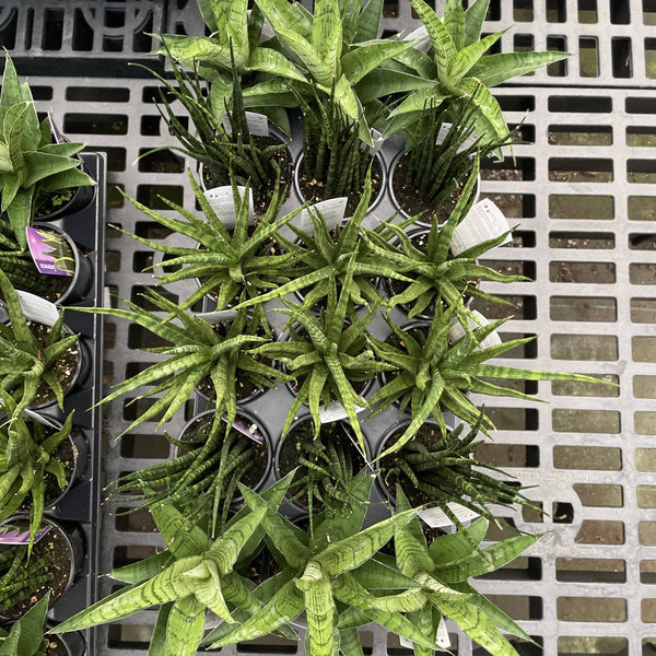 Fancy Snake Plant - Assorted - 3.5" Live Plant