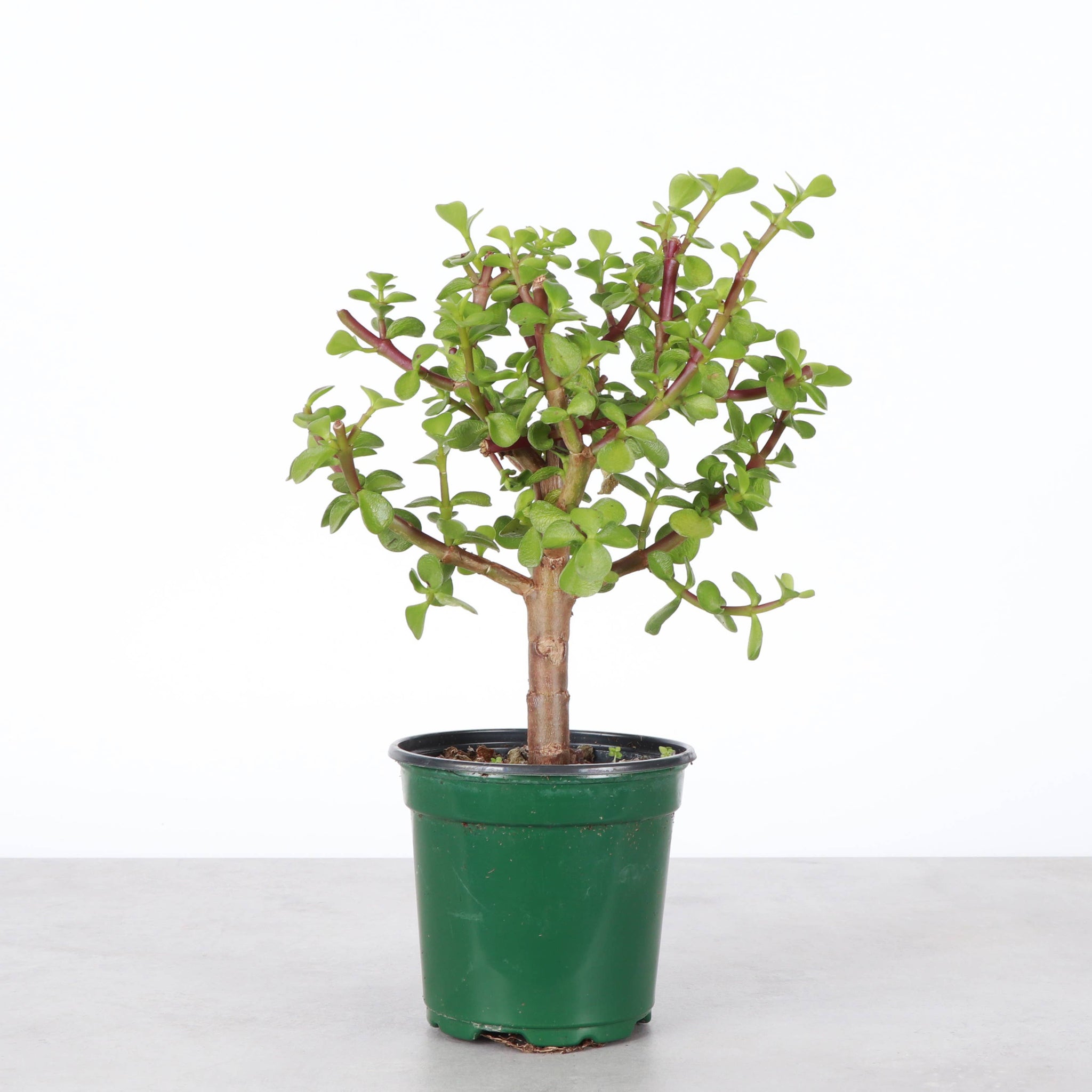 Jade Bonsai Tree - 4" Live Plant : Green