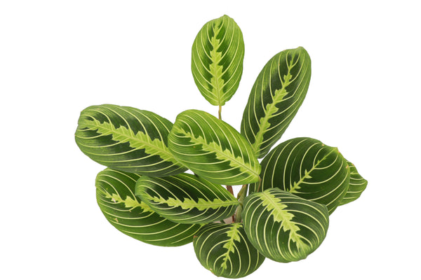 Lemon Lime Prayer Plant - Live Plant: 4" Pot