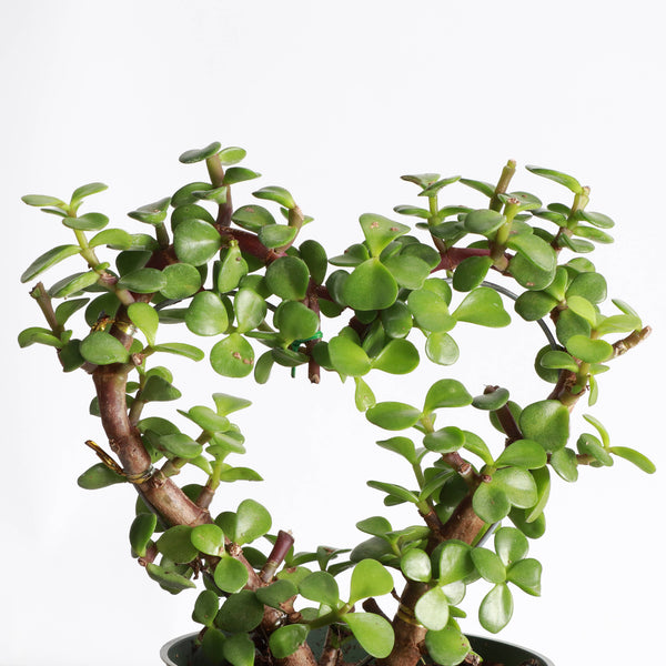 Jade Heart Bonsai -  Live Plant: 4" Pot