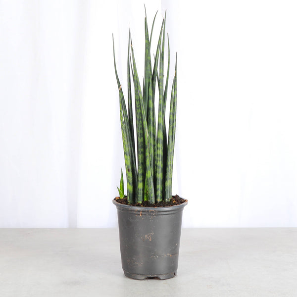 Fancy Snake Plant - Assorted - 3.5" Live Plant
