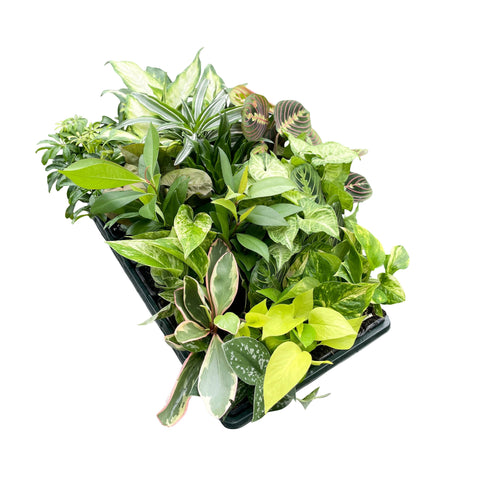 Grower's Choice Premium Houseplant Assortment - 3" Plants