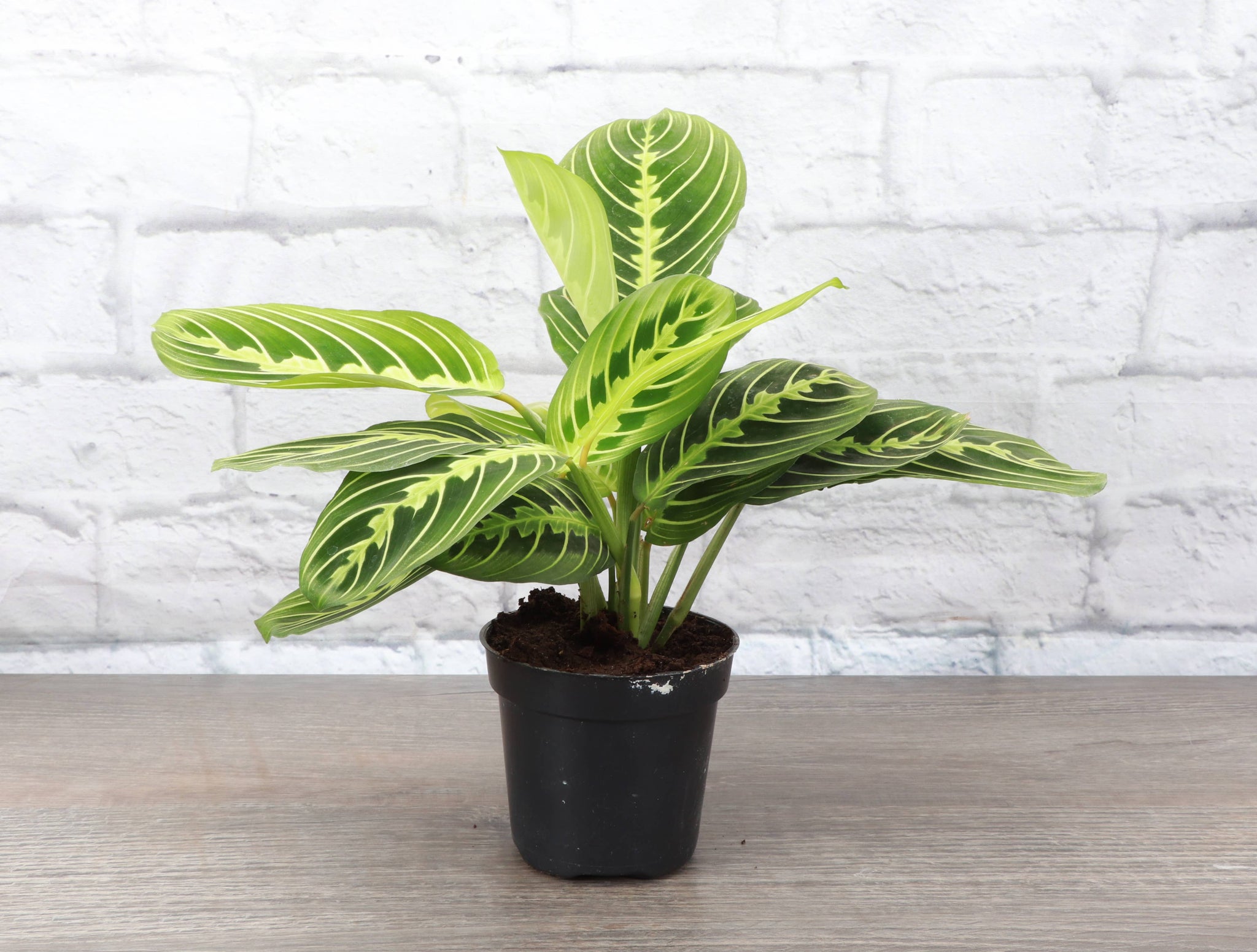 Lemon Lime Prayer Plant - Live Plant: 4" Pot