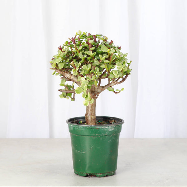 Jade Bonsai Tree - 4" Live Plant : Green
