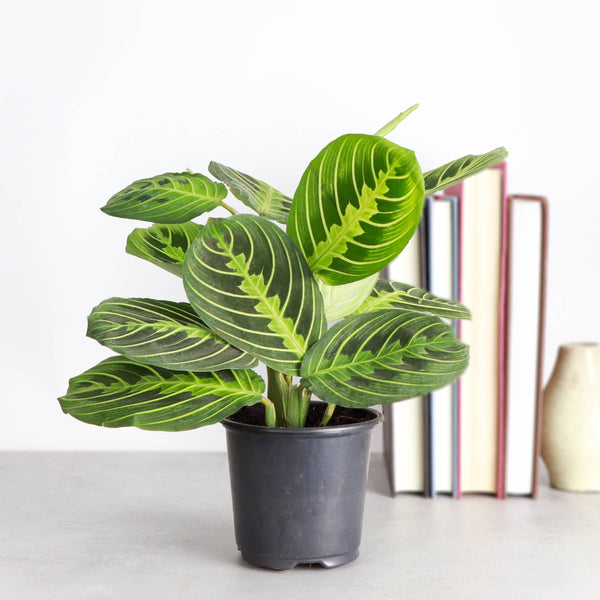Lemon Lime Prayer Plant - Live Plant: 4" Pot