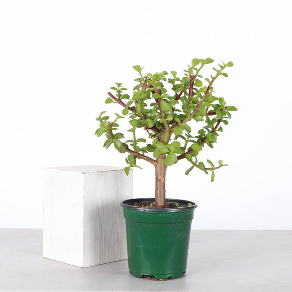 Jade Bonsai Tree - 4" Live Plant : Green