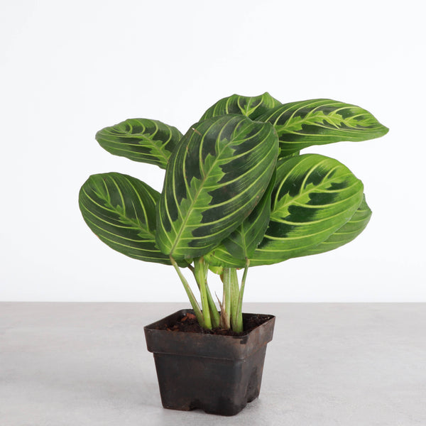 Lemon Lime Prayer Plant - Live Plant: 4" Pot