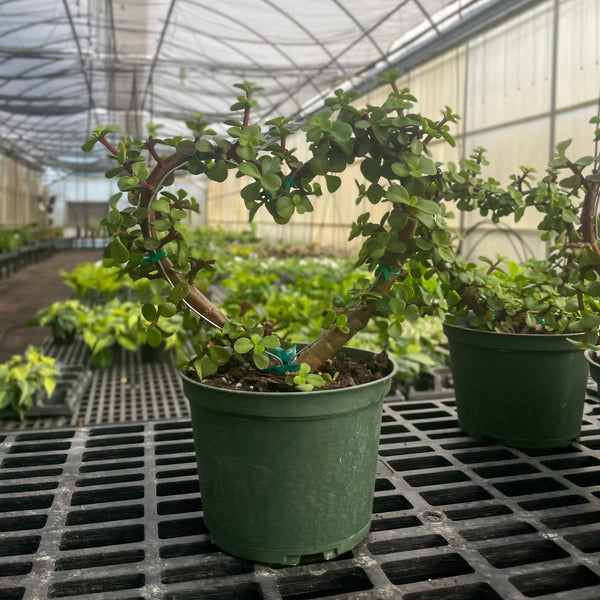 Jade Heart Bonsai -  Live Plant: 4" Pot