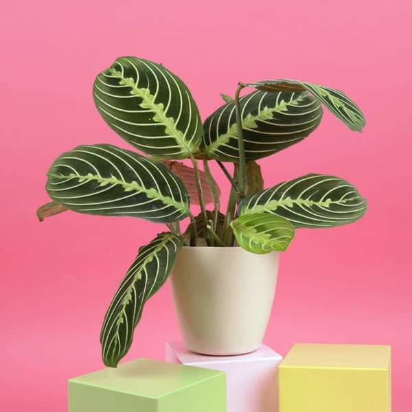 Lemon Lime Prayer Plant - Live Plant: 4" Pot