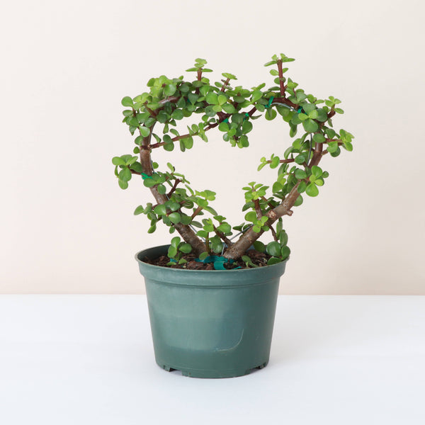 Jade Heart Bonsai -  Live Plant: 4" Pot