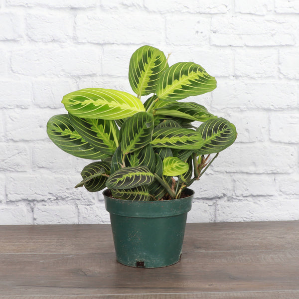 Lemon Lime Prayer Plant - Live Plant: 4" Pot