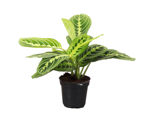 Lemon Lime Prayer Plant - Live Plant: 4" Pot