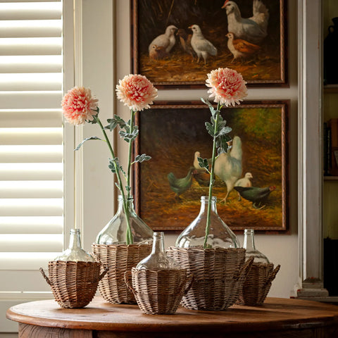 Football Chrysanthemum