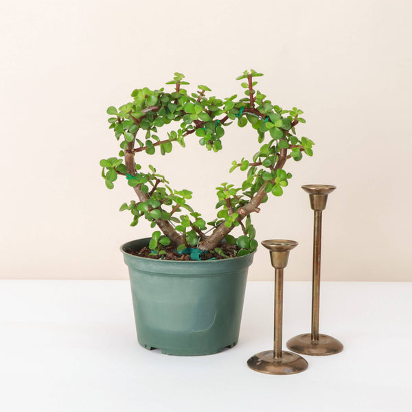Jade Heart Bonsai -  Live Plant: 4" Pot