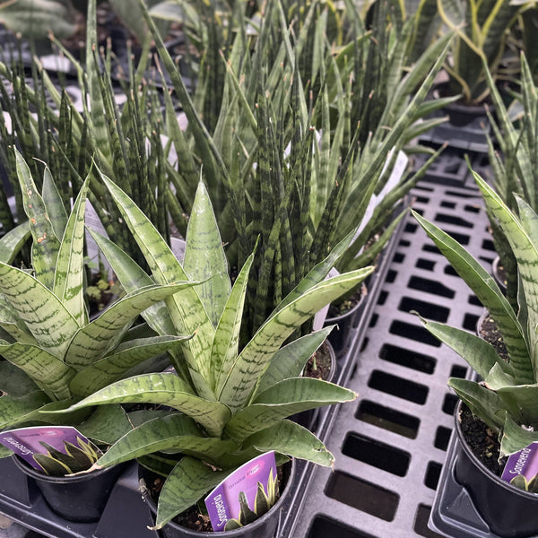 Fancy Snake Plant - Assorted - 3.5" Live Plant