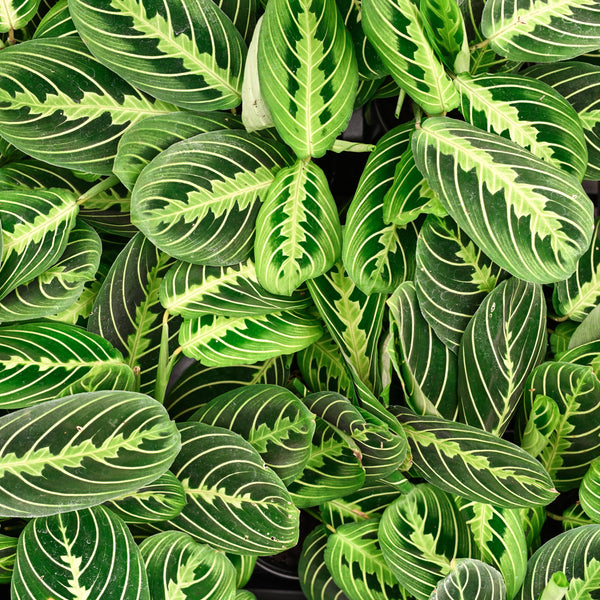 Lemon Lime Prayer Plant - Live Plant: 4" Pot