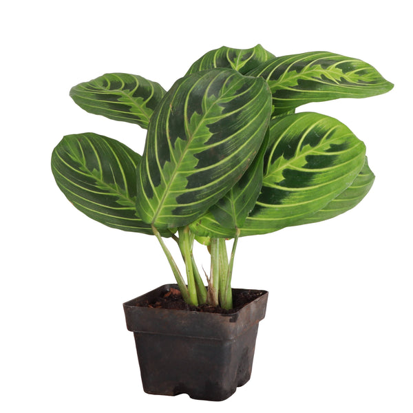 Lemon Lime Prayer Plant - Live Plant: 4" Pot