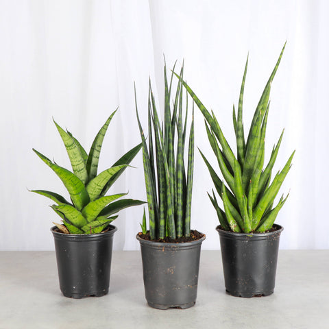 Fancy Snake Plant - Assorted - 3.5" Live Plant