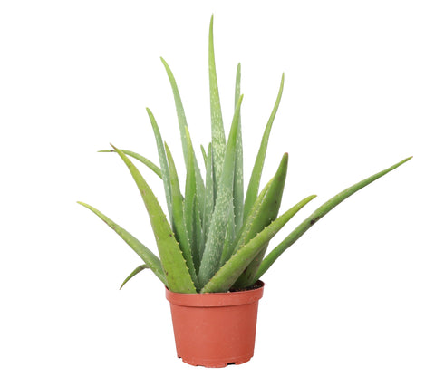 Aloe Vera Plant - Live Plant: 6" Pot