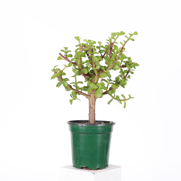 Jade Bonsai Tree - 4" Live Plant : Green