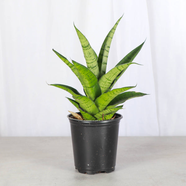 Fancy Snake Plant - Assorted - 3.5" Live Plant
