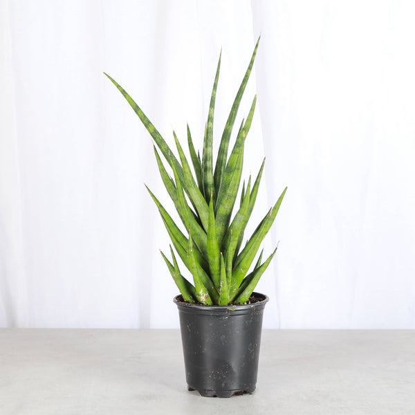 Fancy Snake Plant - Assorted - 3.5" Live Plant