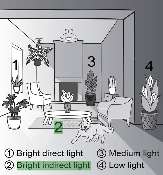 Lemon Lime Prayer Plant - Live Plant: 4" Pot