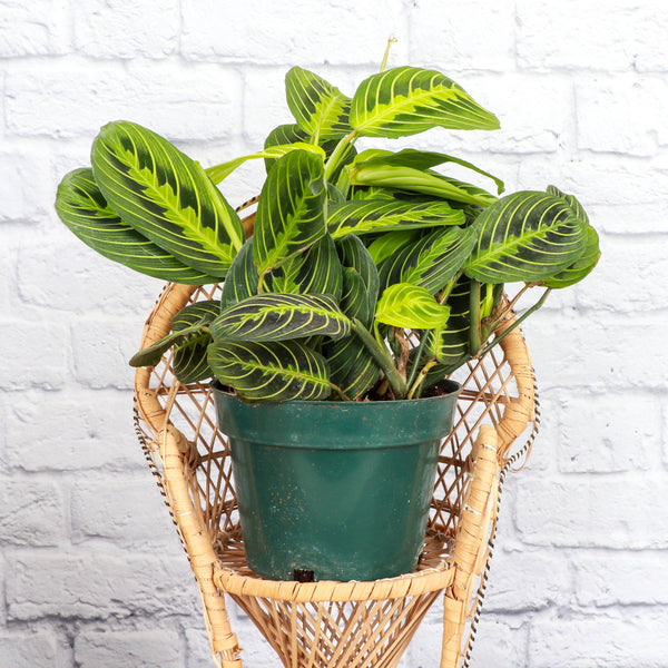 Lemon Lime Prayer Plant - Live Plant: 4" Pot