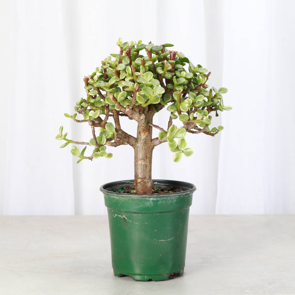 Jade Bonsai Tree - 4" Live Plant : Green