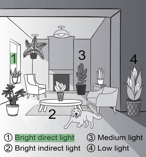 Jade Heart Bonsai -  Live Plant: 4" Pot