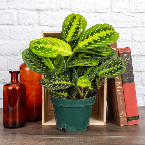 Lemon Lime Prayer Plant - Live Plant: 4" Pot