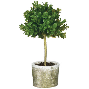 Boxwood Topiary 12"