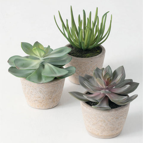 *Succulent Pot