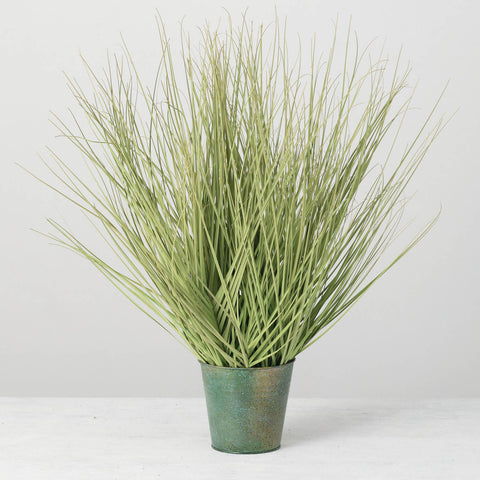 Potted Onion Grass