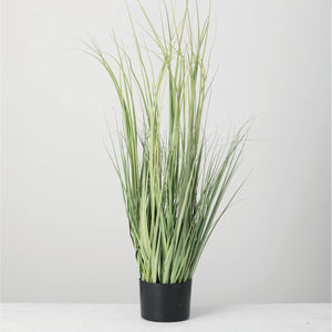 Potted Onion Grass