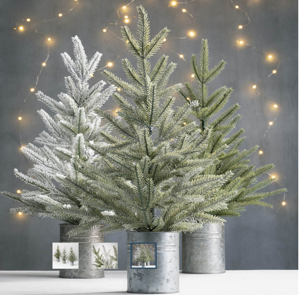 Pine Trees