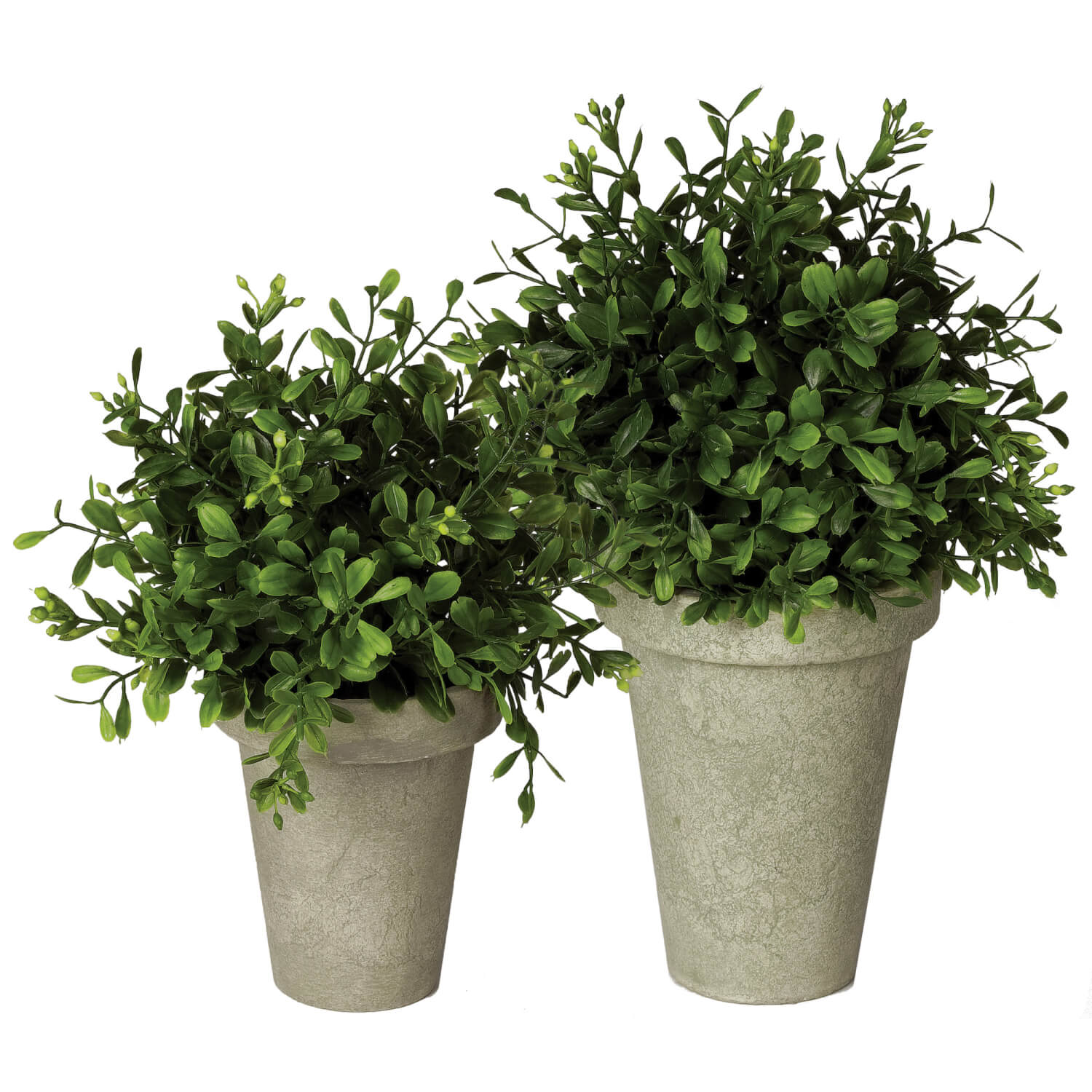*Boxwood Potted Orb 9"