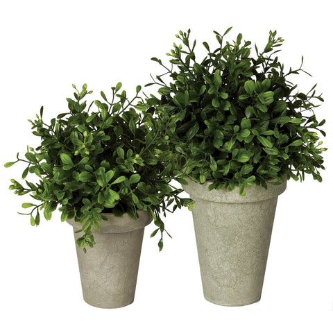 Boxwood Potted Orb 9"